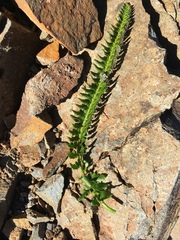 Polystichum kruckebergii