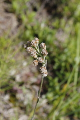 Antennaria pulcherrima