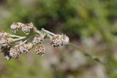 Antennaria pulcherrima