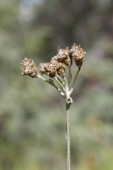 Antennaria pulcherrima