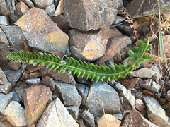 Polystichum kruckebergii