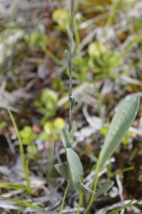 Antennaria pulcherrima