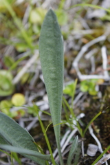 Antennaria pulcherrima