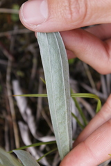 Antennaria pulcherrima