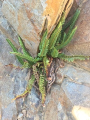 Polystichum kruckebergii