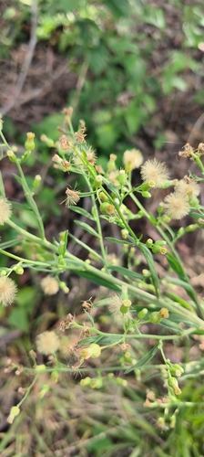 tropical horseweed