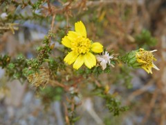 Deinandra minthornii