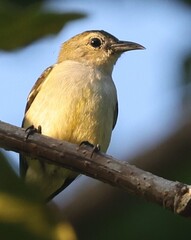 Andaman Flowerpecker photo 5