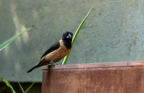 Black-throated Munia (Lonchura kelaarti), photo 5