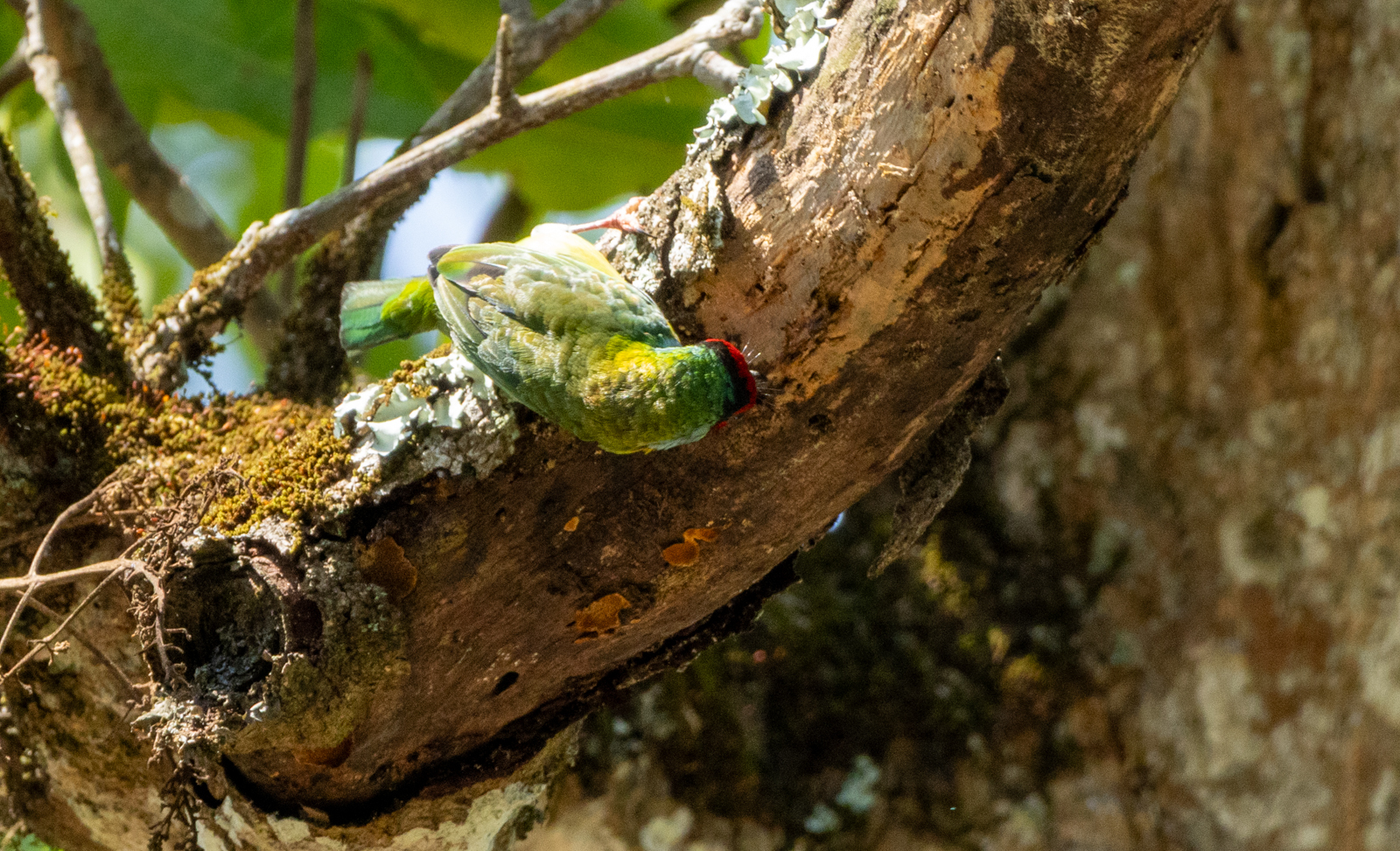 Malabar Barbet (Psilopogon malabaricus), photo 8
