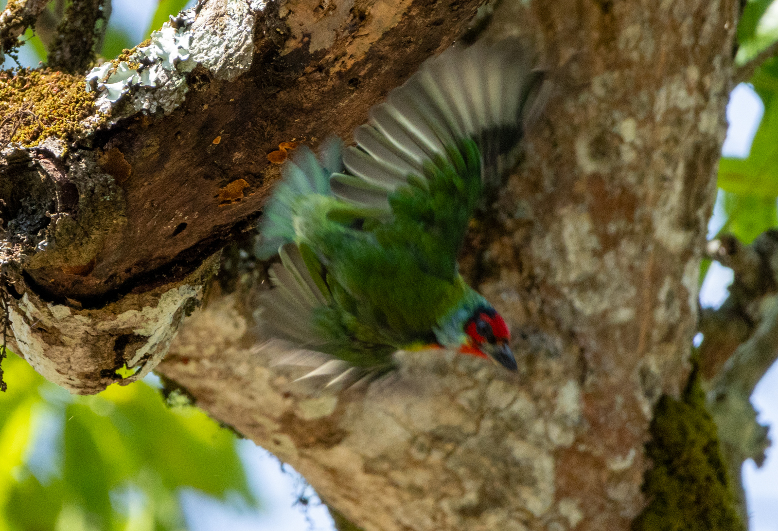 Malabar Barbet (Psilopogon malabaricus), photo 9
