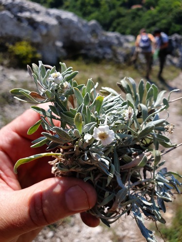 Achillea ageratifolia, photograph 3