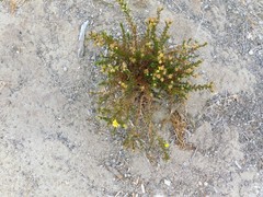 Deinandra minthornii