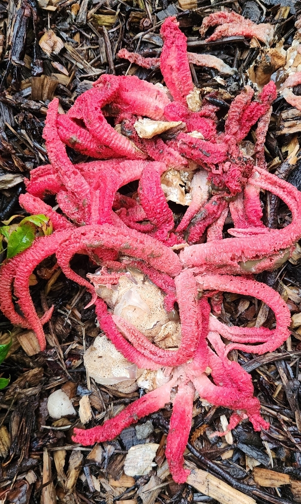 Clathrus archeri · April 2025 · photo: © alamettyr (iNaturalist, cc-by)