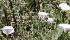 Calystegia subacaulis