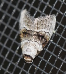 Acatapaustus metallopa