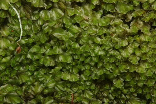 Gongylanthus javanicus
