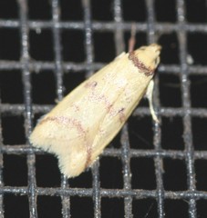 Heteroteucha anthodora