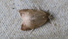 Coelostathma discopunctana