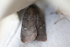 Pseudorthodes vecors