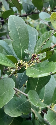 Image of Maytenus procumbens by (c) Rosemary Harrison, some rights reserved (CC BY-SA)