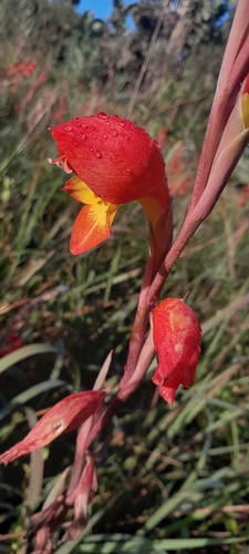 Image of Gladiolus dalenii by (c) Rosemary Harrison, some rights reserved (CC BY-SA)