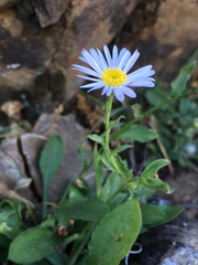 Erigeron leibergii