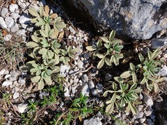 Potentilla cinerea