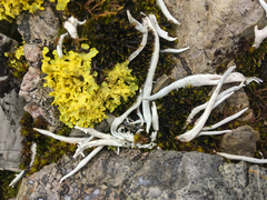 Thamnolia vermicularis vermicularis