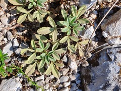 Potentilla cinerea