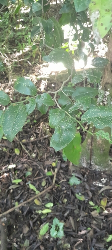 Chaetachme (Chaetachme aristata)