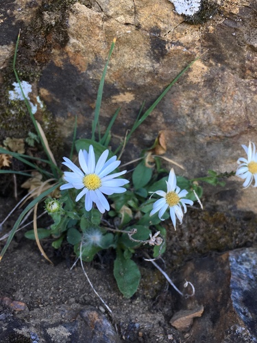 Leiberg's fleabane (Erigeron leibergii)