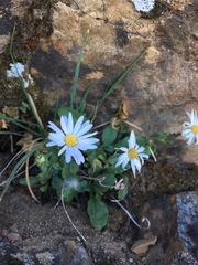 Erigeron leibergii