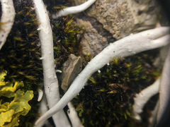 Thamnolia vermicularis vermicularis