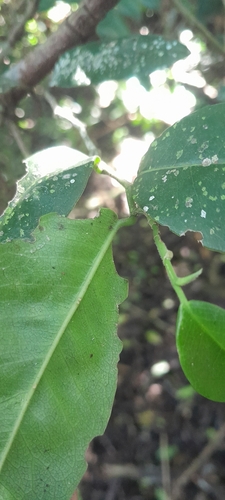 Chaetachme aristata, photograph 6