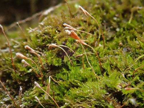 Algal Thread Moss (Pseudoamblystegium subtile)
