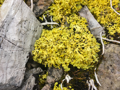 Vulpicida juniperinus