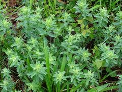Euphorbia illirica, photograph (c) Christian Berg, some rights reserved (CC BY)