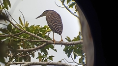 Zonerodius heliosylus
