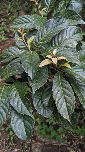 Image of Helicia formosana by (c) 許文俊, some rights reserved (CC BY-SA)