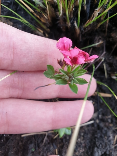 Image of Indigofera rubroglandulosa by (c) Aaliyah Motala, some rights reserved (CC BY-SA)
