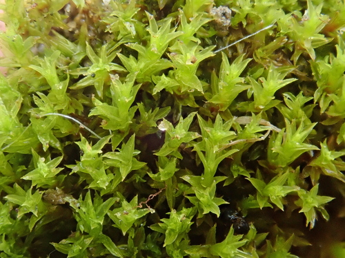 Image of Barbula unguiculata by (c) Christian Berg, some rights reserved (CC BY)