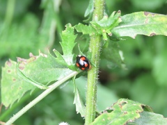 Harmonia axyridis
