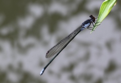 Pseudagrion pruinosum