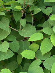 Reynoutria japonica