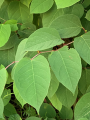 Reynoutria japonica