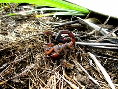 Heteroctenus junceus