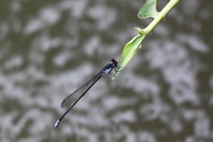 Pseudagrion pruinosum
