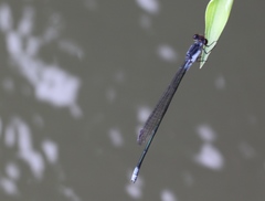 Pseudagrion pruinosum