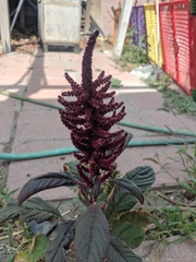 Angiospermae